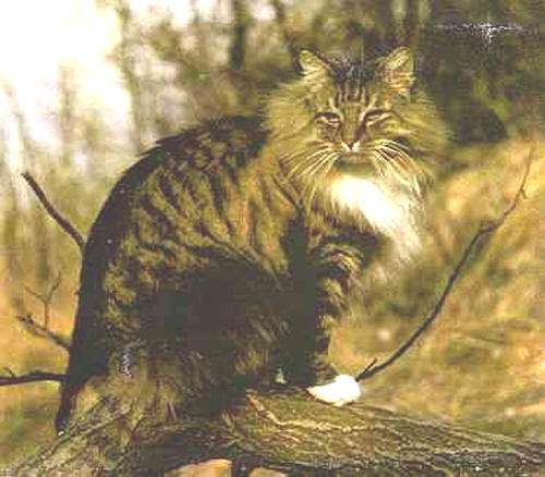 Порода кошек Норвежская Лесная бурый табби.